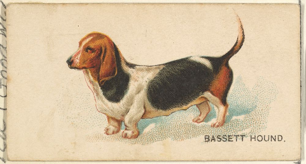 Bassett Hound, from the Dogs of the World series for Old Judge Cigarettes