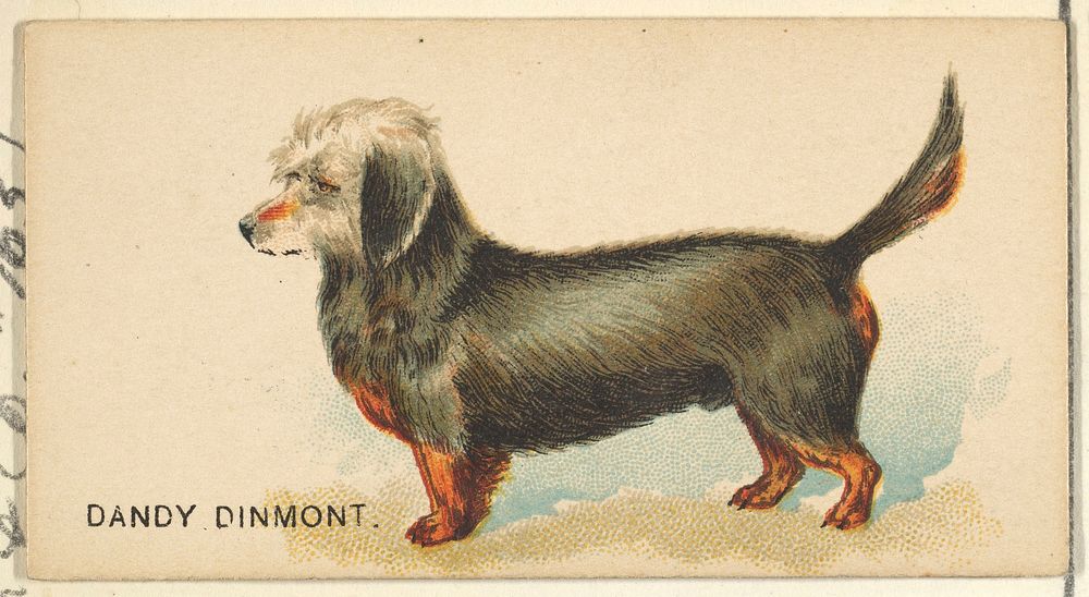 Dandy Dinmont, from the Dogs of the World series for Old Judge Cigarettes