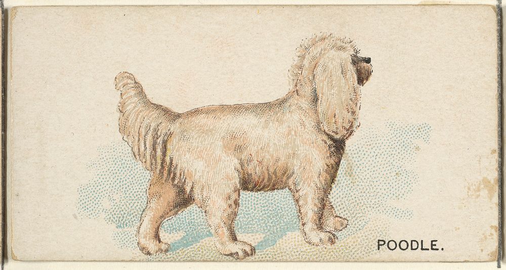 Poodle, from the Dogs of the World series for Old Judge Cigarettes