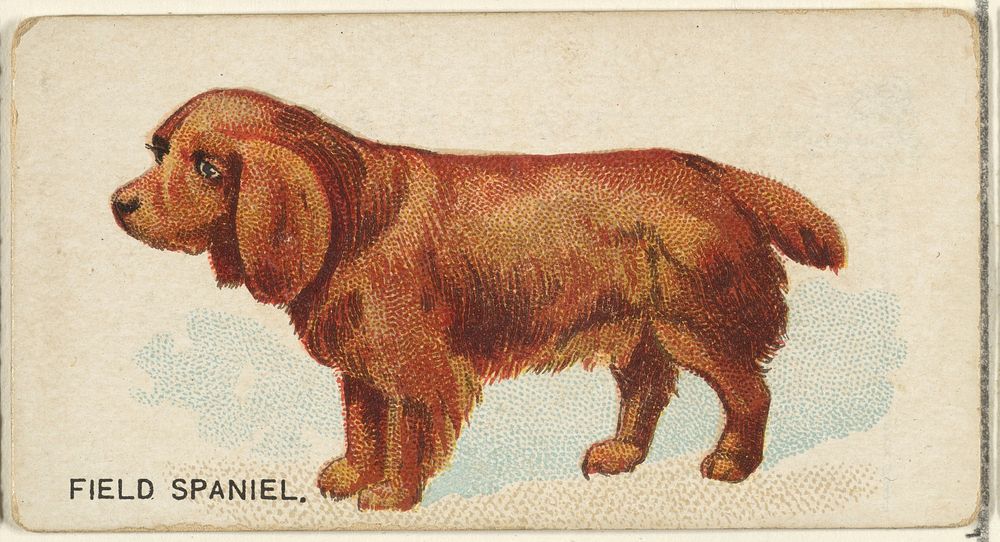 Field Spaniel, from the Dogs of the World series for Old Judge Cigarettes