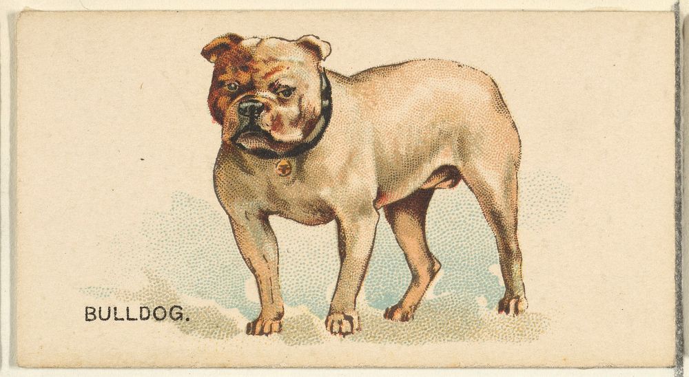 Bulldog, from the Dogs of the World series for Old Judge Cigarettes