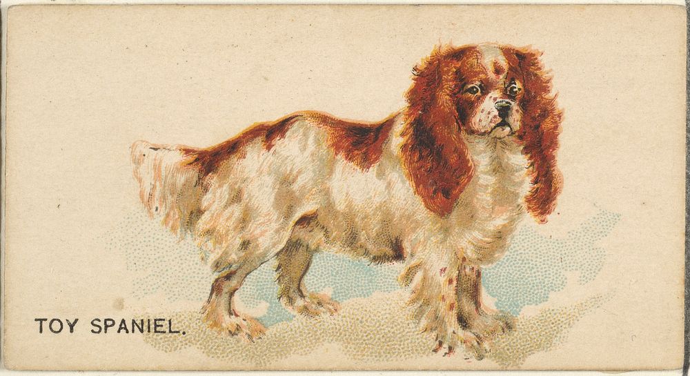 Toy Spaniel, from the Dogs of the World series for Old Judge Cigarettes