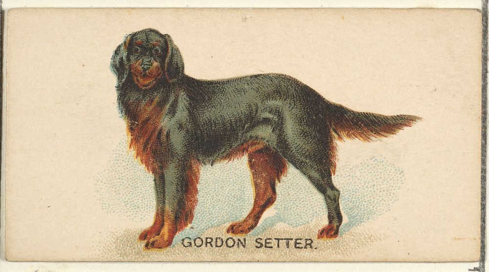 Gordon Setter, from the Dogs of the World series for Old Judge Cigarettes