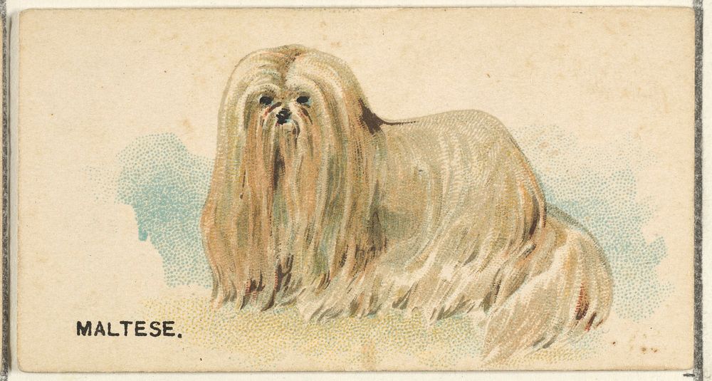 Maltese, from the Dogs of the World series for Old Judge Cigarettes  issued by Goodwin & Company
