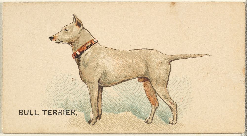 Bull Terrier, from the Dogs of the World series for Old Judge Cigarettes
