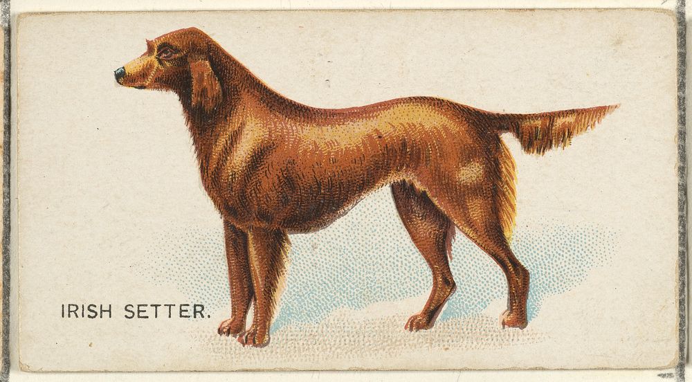 Irish Setter, from the Dogs of the World series for Old Judge Cigarettes
