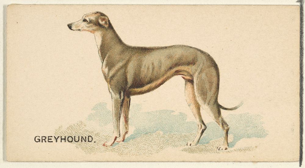 Greyhound, from the Dogs of the World series for Old Judge Cigarettes