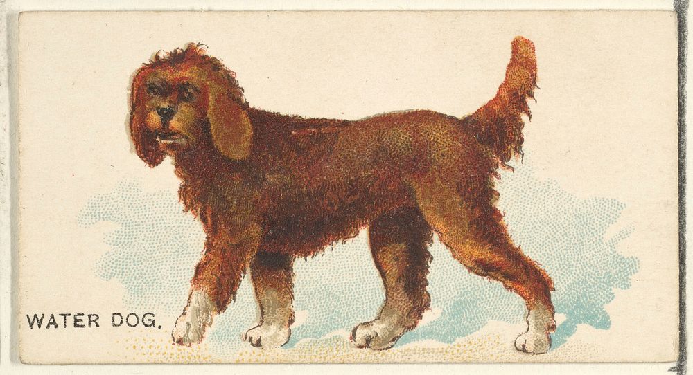 Water Dog, from the Dogs of the World series for Old Judge Cigarettes