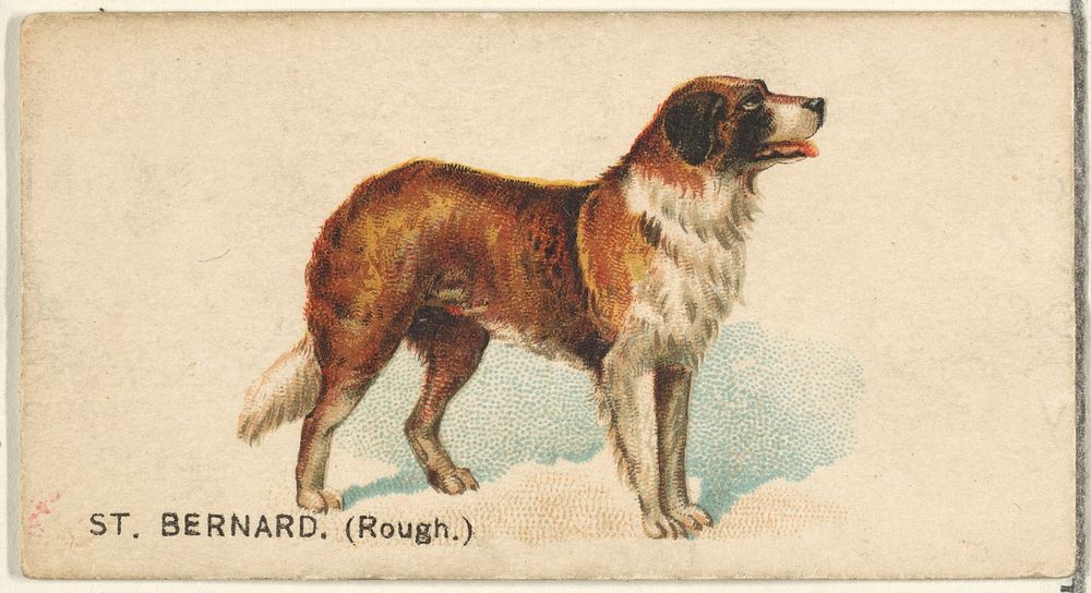 St. Bernard (Rough), from the Dogs of the World series for Old Judge Cigarettes