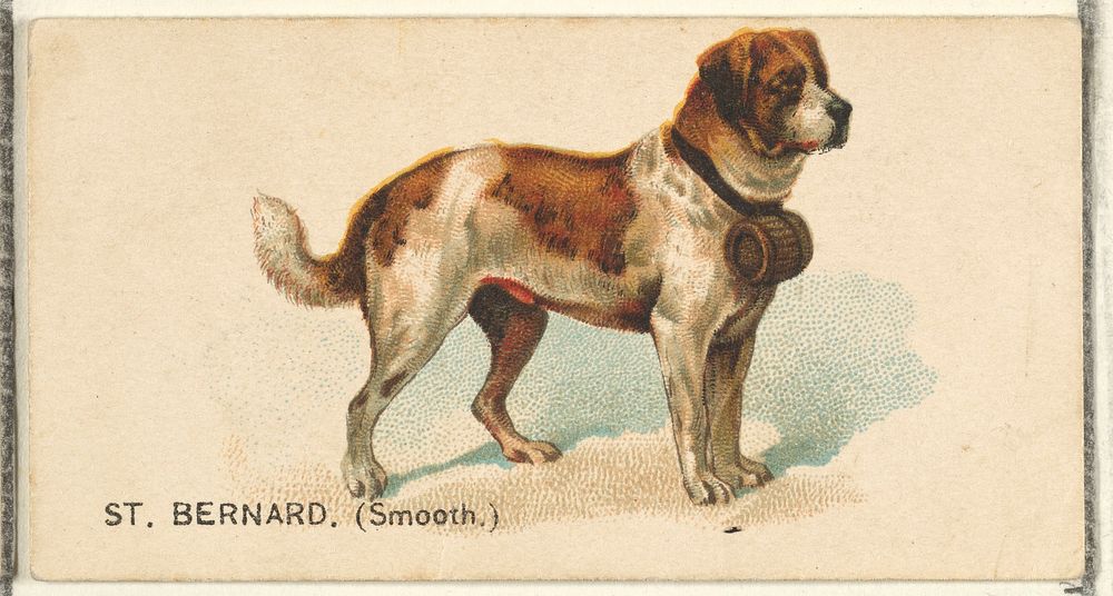 St. Bernard (Smooth), from the Dogs of the World series for Old Judge Cigarettes