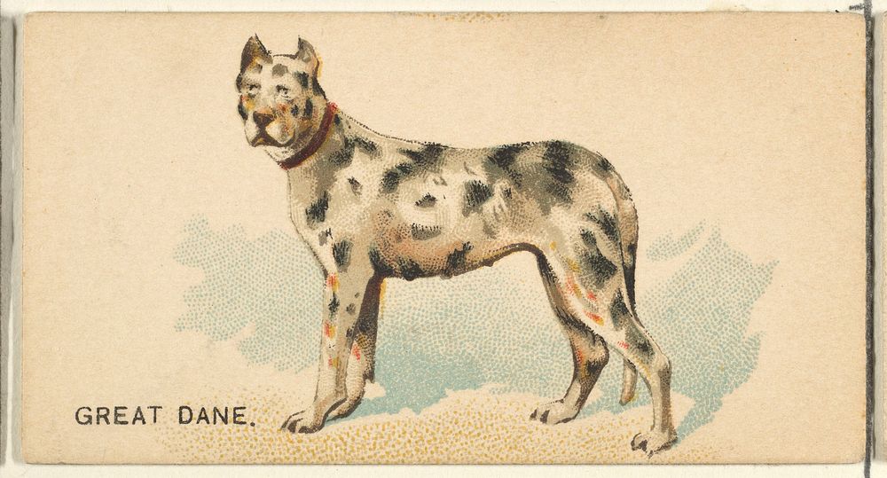 Great Dane, from the Dogs of the World series for Old Judge Cigarettes