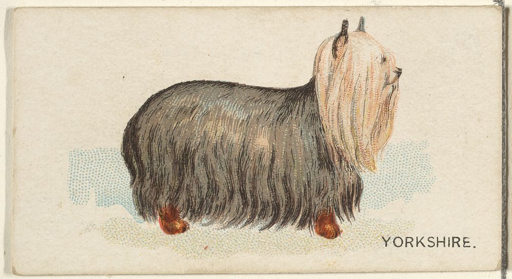 Yorkshire, from the Dogs of the World series for Old Judge Cigarettes