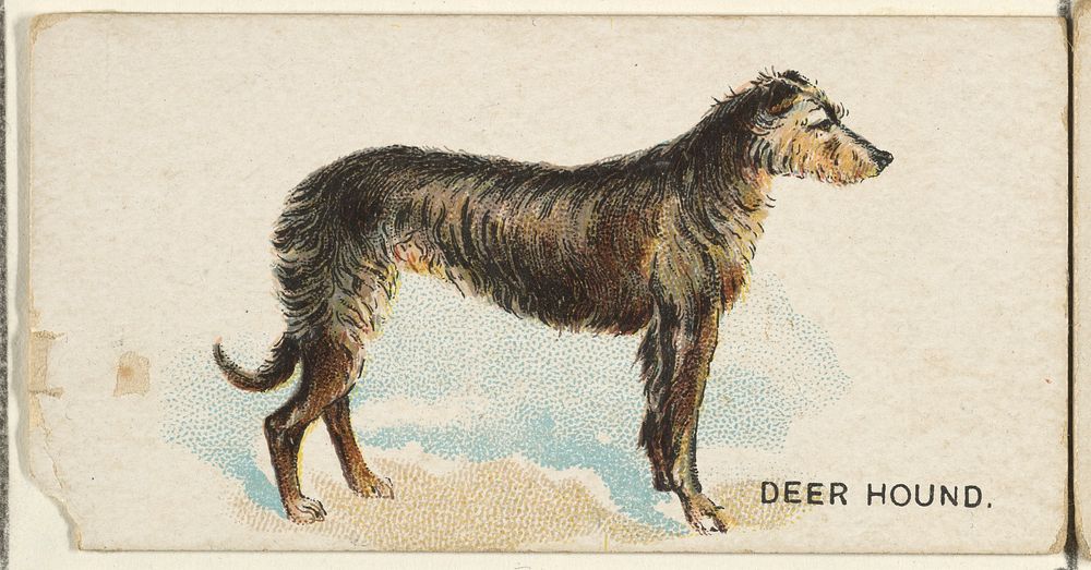 Deer Hound, from the Dogs of the World series for Old Judge Cigarettes