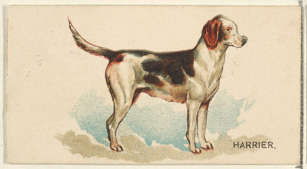Harrier, from the Dogs of the World series for Old Judge Cigarettes