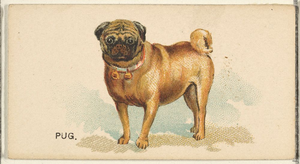 Pug, from the Dogs of the World series for Old Judge Cigarettes