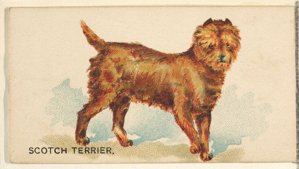 Scotch Terrier, from the Dogs of the World series for Old Judge Cigarettes