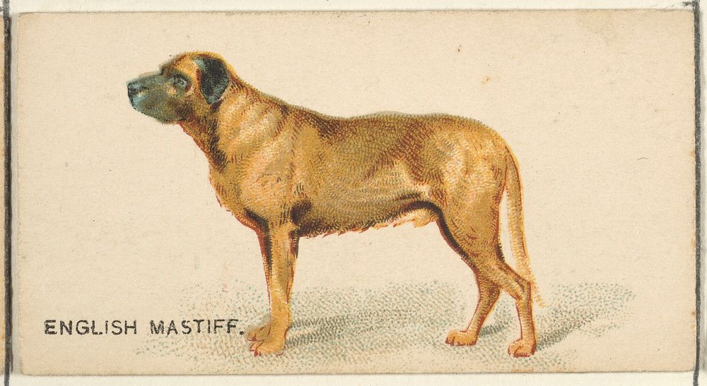 English Mastiff, from the Dogs of the World series for Old Judge Cigarettes
