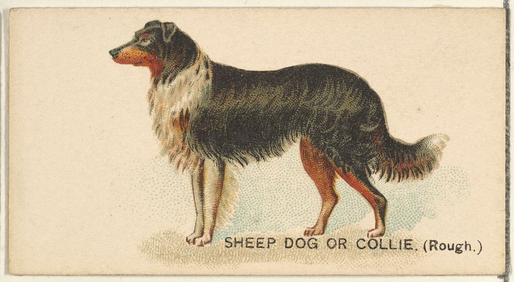 Sheep Dog or Collie (Rough), from the Dogs of the World series for Old Judge Cigarettes