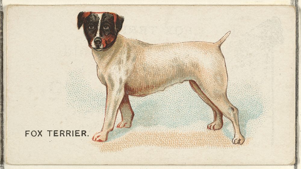 Fox Terrier, from the Dogs of the World series for Old Judge Cigarettes