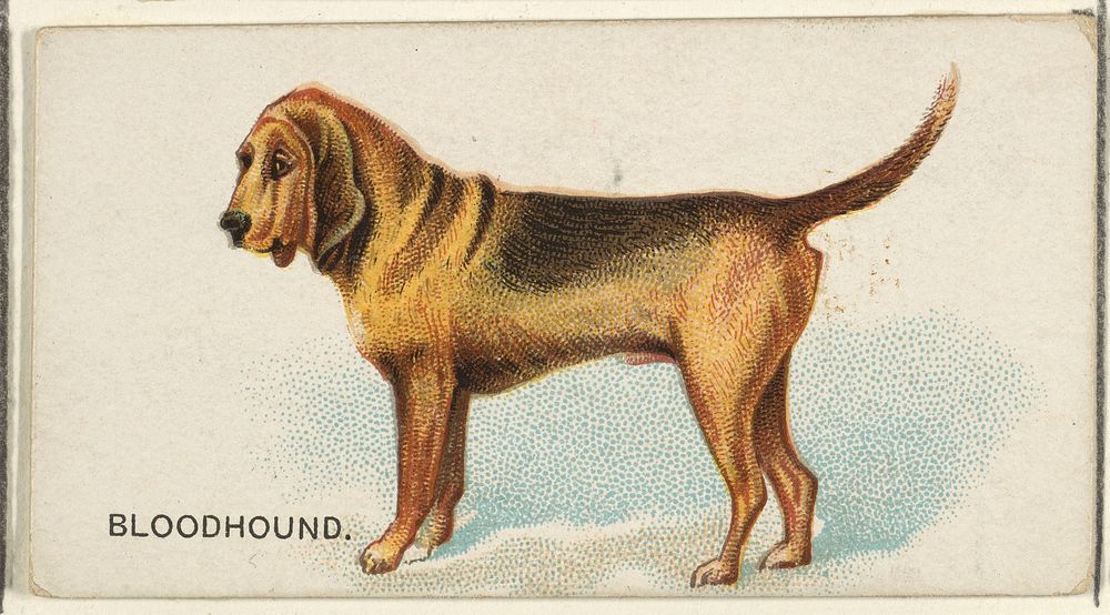 Bloodhound, from the Dogs of the World series for Old Judge Cigarettes