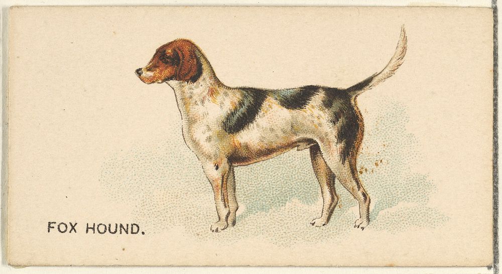 Fox Hound, from the Dogs of the World series for Old Judge Cigarettes