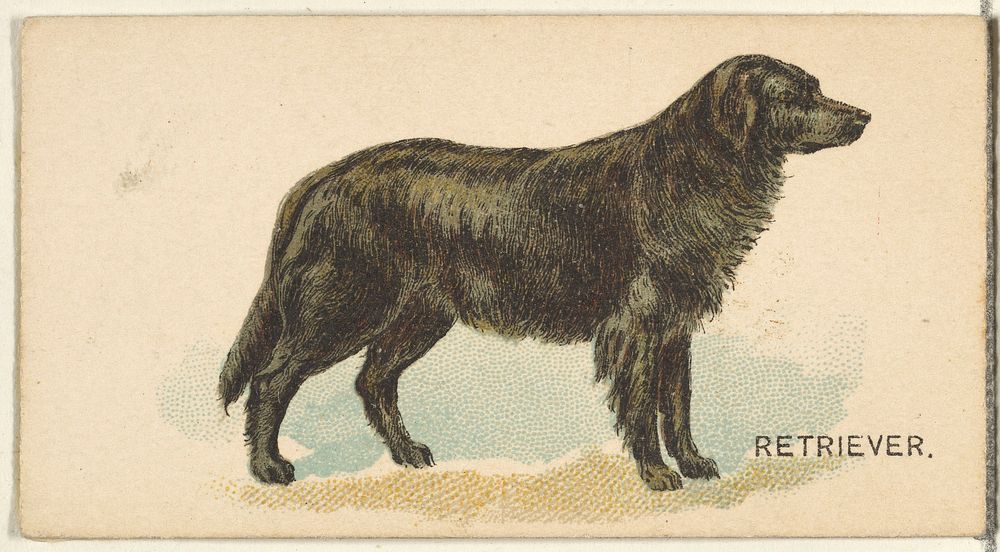 Retriever, from the Dogs of the World series for Old Judge Cigarettes