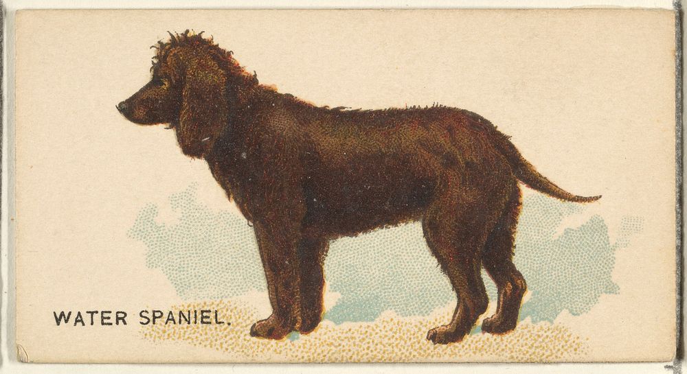 Water Spaniel, from the Dogs of the World series for Old Judge Cigarettes