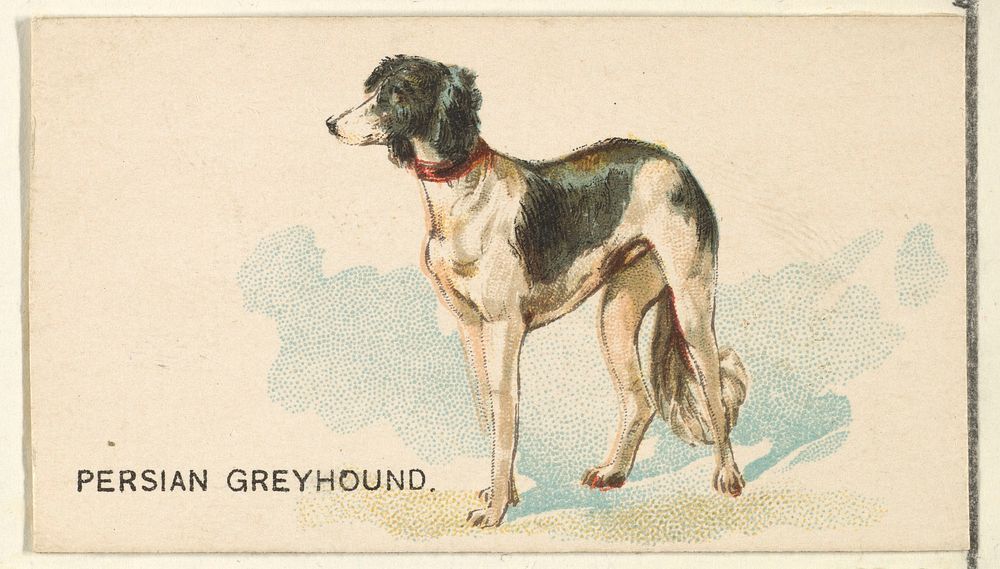 Persian Greyhound, from the Dogs of the World series for Old Judge Cigarettes