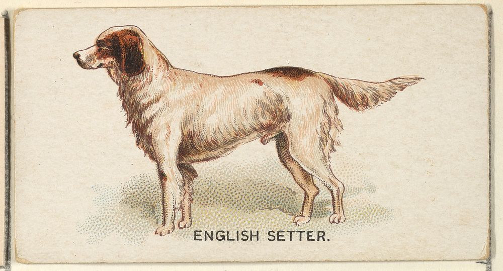 English Setter, from the Dogs of the World series for Old Judge Cigarettes