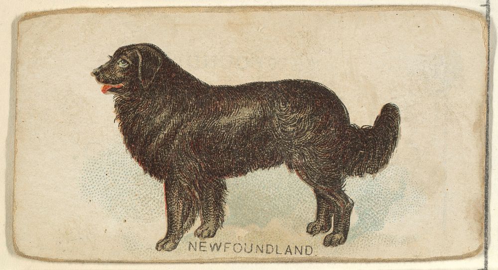 Newfoundland, from the Dogs of the World series for Old Judge Cigarettes