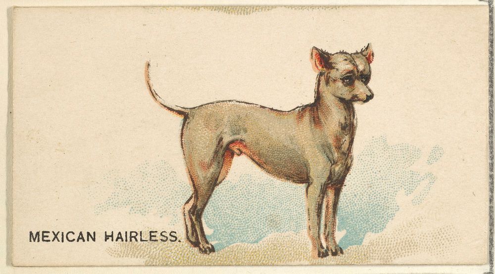 Mexican Hairless, from the Dogs of the World series for Old Judge Cigarettes