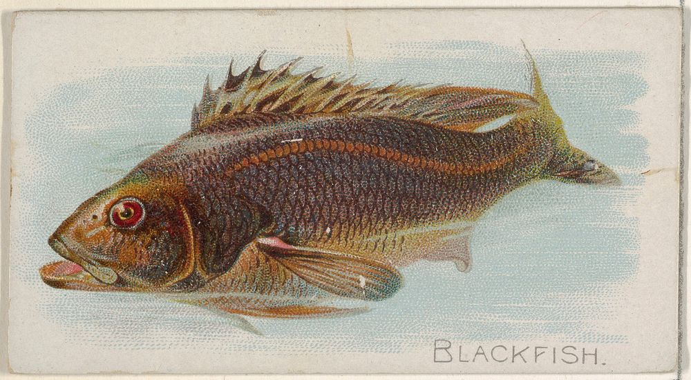 Blackfish, from the Fish from American Waters series (N8) for Allen & Ginter Cigarettes Brands