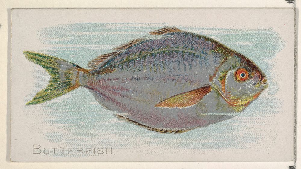 Butterfish, from the Fish from American Waters series (N8) for Allen & Ginter Cigarettes Brands