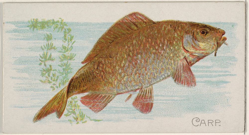 Carp, from the Fish from American Waters series (N8) for Allen & Ginter Cigarettes Brands issued by Allen & Ginter 