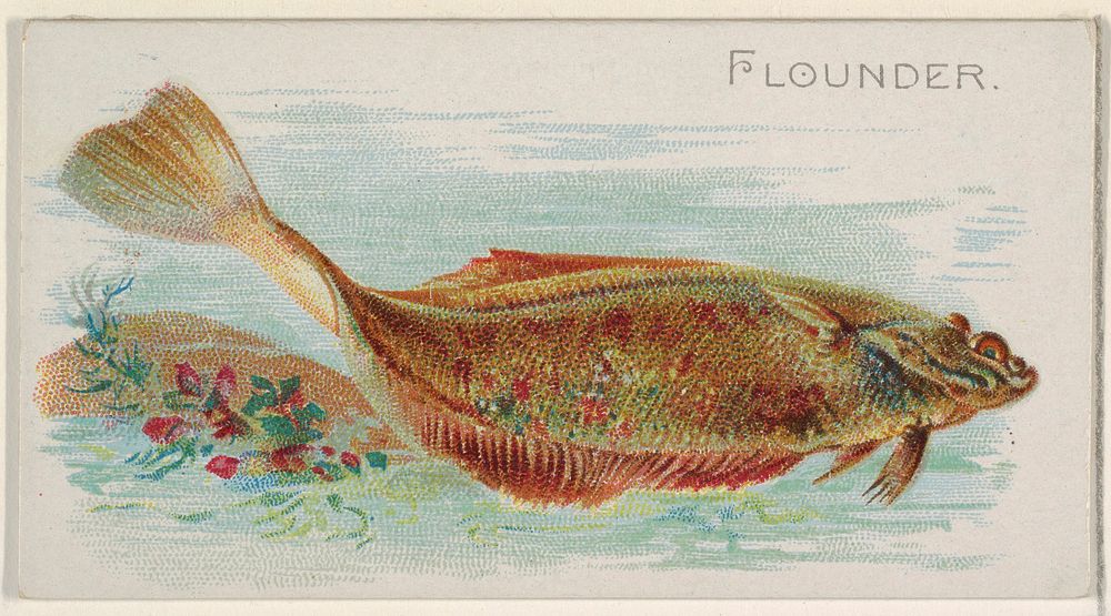 Flounder, from the Fish from American Waters series (N8) for Allen & Ginter Cigarettes Brands issued by Allen & Ginter 