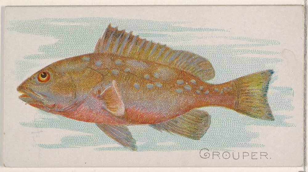 Grouper, from the Fish from American Waters series (N8) for Allen & Ginter Cigarettes Brands issued by Allen & Ginter 