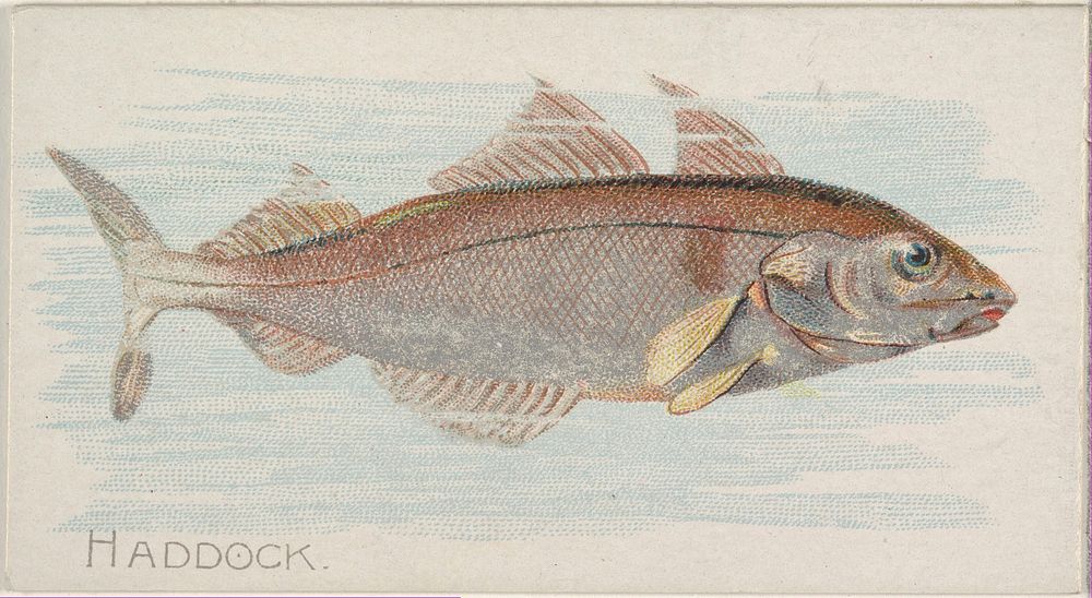 Haddock, from the Fish from American Waters series (N8) for Allen & Ginter Cigarettes Brands issued by Allen & Ginter 