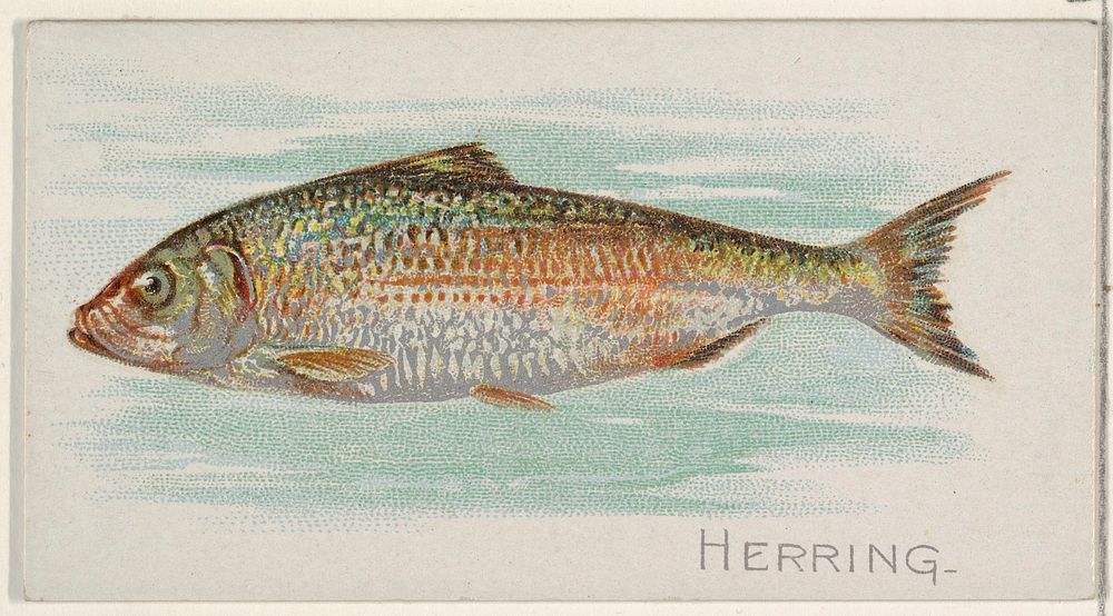 Herring, from the Fish from American Waters series (N8) for Allen & Ginter Cigarettes Brands issued by Allen & Ginter 