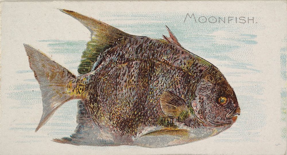 Moonfish, from the Fish from American Waters series (N8) for Allen & Ginter Cigarettes Brands issued by Allen & Ginter 