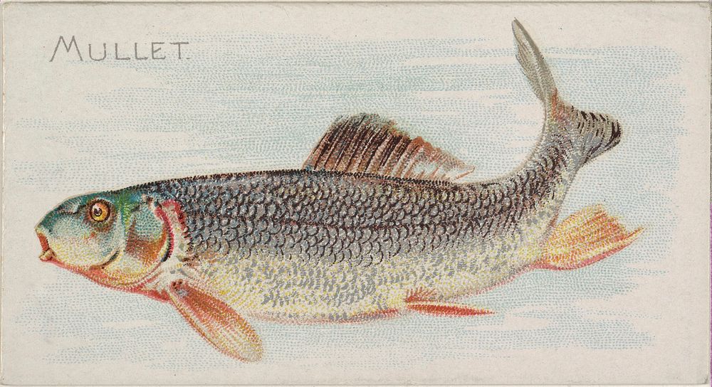 Mullet, from the Fish from American Waters series (N8) for Allen & Ginter Cigarettes Brands issued by Allen & Ginter 