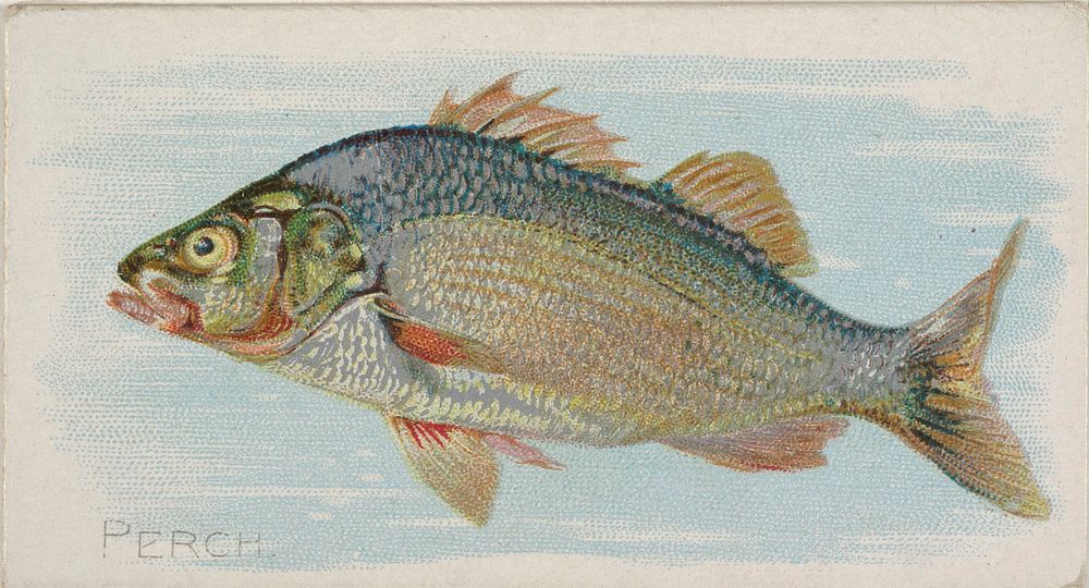 Perch, from the Fish from American Waters series (N8) for Allen & Ginter Cigarettes Brands issued by Allen & Ginter 