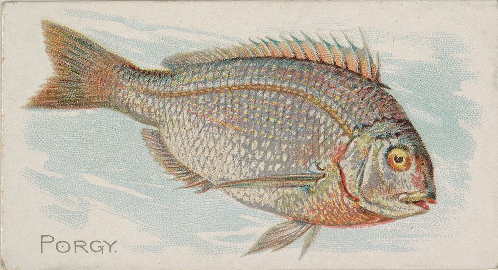 Porgy, from the Fish from American Waters series (N8) for Allen & Ginter Cigarettes Brands