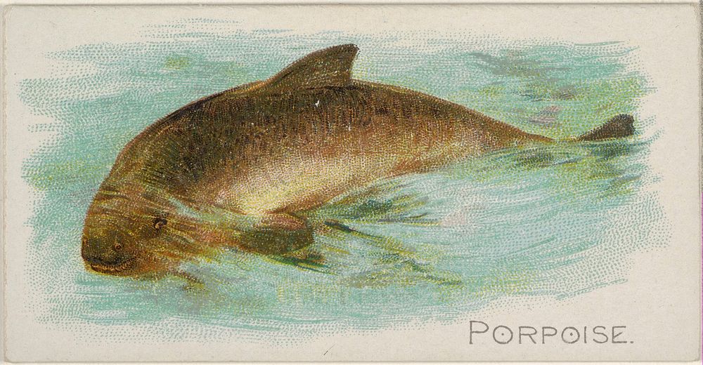 Porpoise, from the Fish from American Waters series (N8) for Allen & Ginter Cigarettes Brands issued by Allen & Ginter 