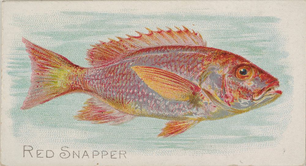 Red Snapper, from the Fish from American Waters series (N8) for Allen & Ginter Cigarettes Brands
