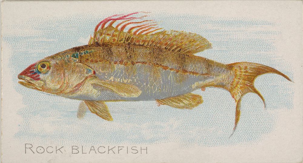 Rock Blackfish, from the Fish from American Waters series (N8) for Allen & Ginter Cigarettes Brands issued by Allen & Ginter 