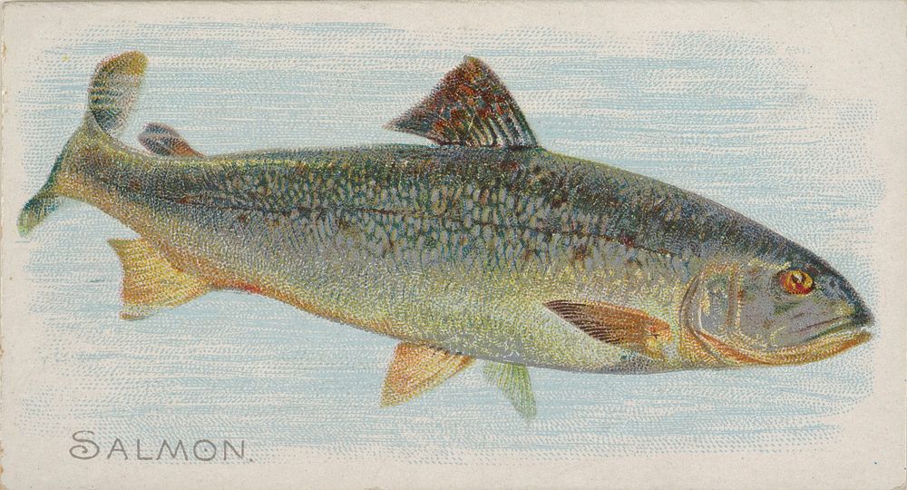 Salmon, from the Fish from American Waters series (N8) for Allen & Ginter Cigarettes Brands