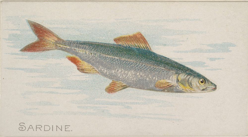 Sardine, from the Fish from American Waters series (N8) for Allen & Ginter Cigarettes Brands issued by Allen & Ginter 