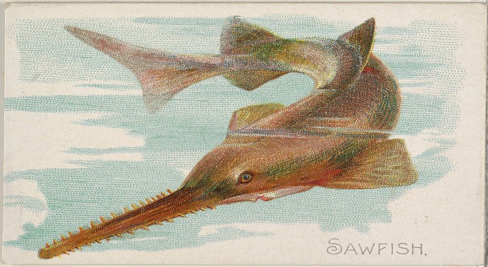 Sawfish, from the Fish from American Waters series (N8) for Allen & Ginter Cigarettes Brands