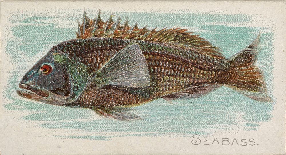 Sea Bass, from the Fish from American Waters series (N8) for Allen & Ginter Cigarettes Brands issued by Allen & Ginter 