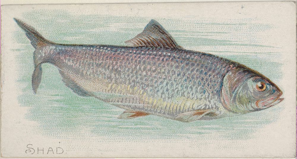 Shad, from the Fish from American Waters series (N8) for Allen & Ginter Cigarettes Brands